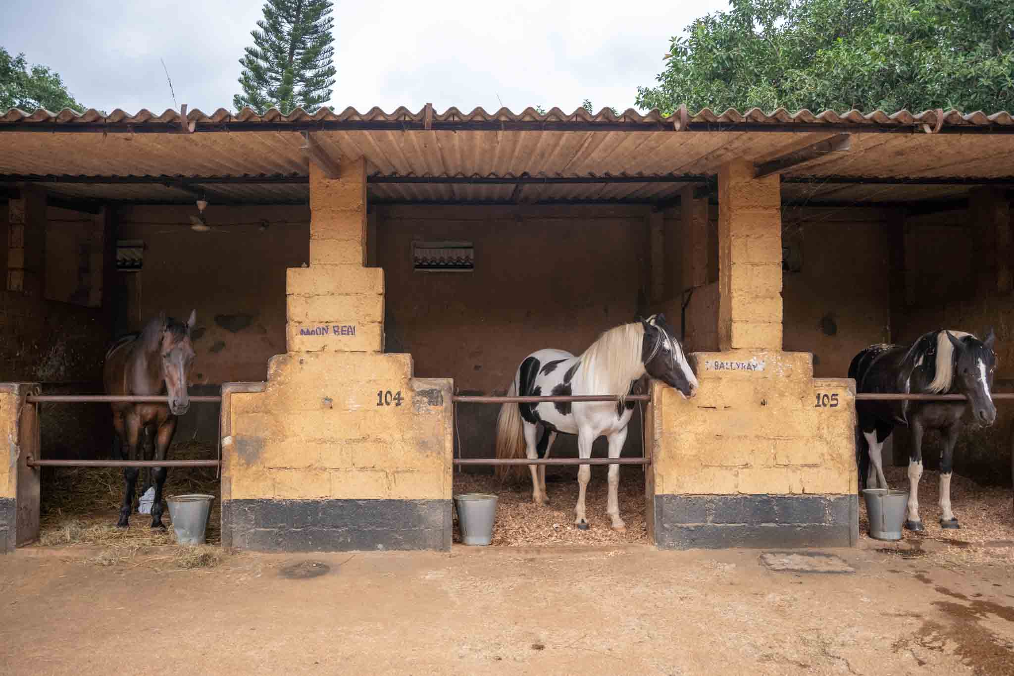 Starting with a Warm Welcome and a Stable Tour
